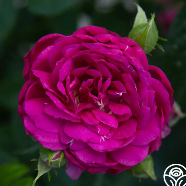 Sultry Night™>Heirloom Roses New
