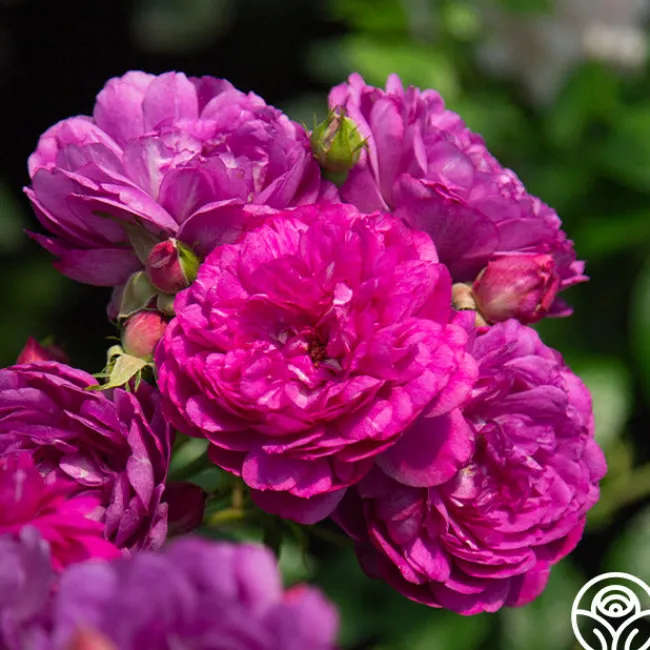 Sultry Night™>Heirloom Roses New