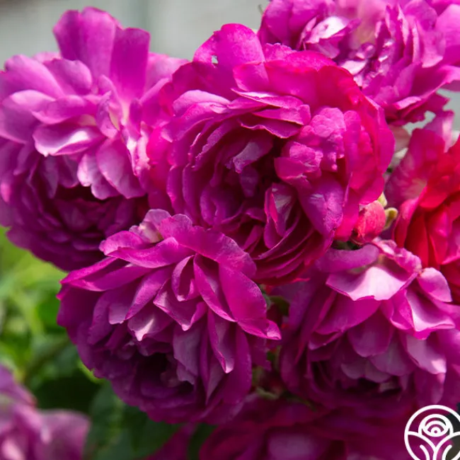 Sultry Night™>Heirloom Roses New