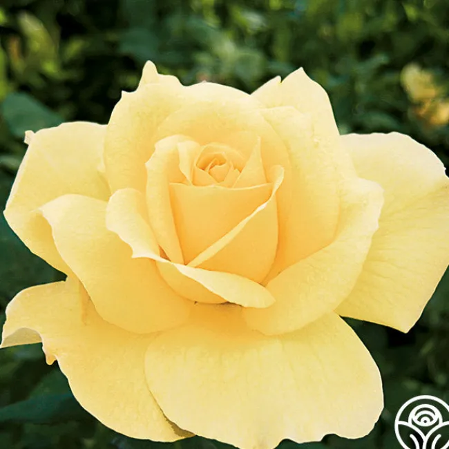 Summer Love™>Heirloom Roses Best