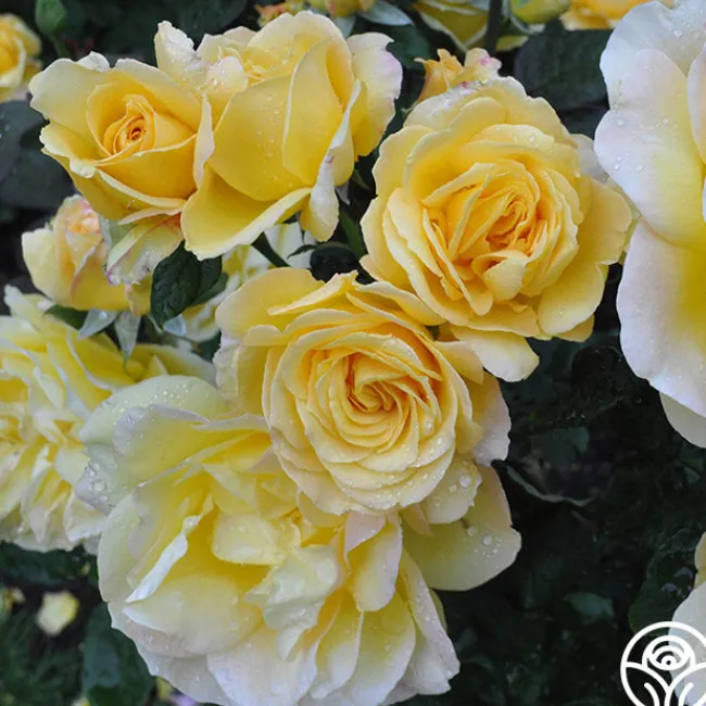 Summer Love™>Heirloom Roses Best