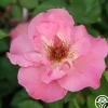 Summer Wine>Heirloom Roses Sale