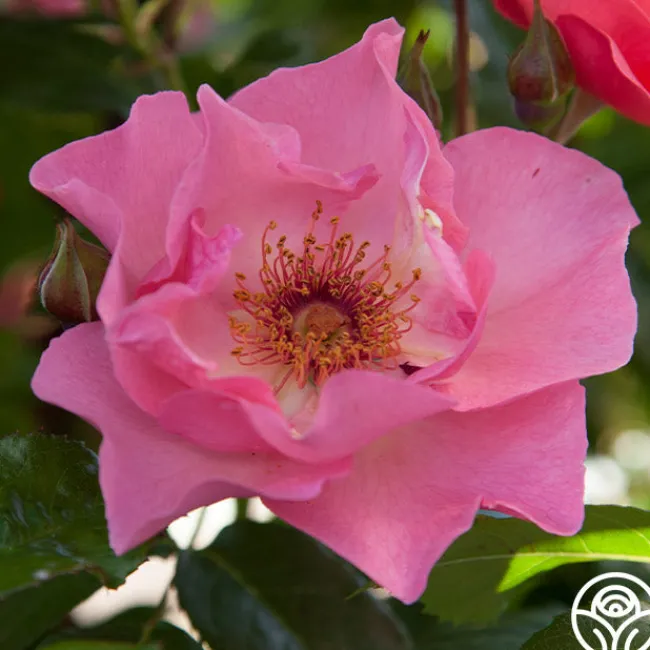 Summer Wine>Heirloom Roses Sale
