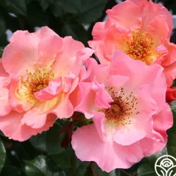 Summer Wine><noscript><img width=