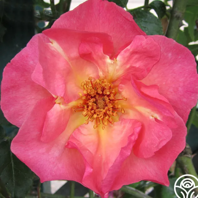 Summer Wine>Heirloom Roses Sale