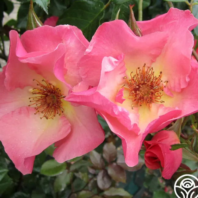 Summer Wine>Heirloom Roses Sale