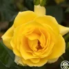 Sun Flare>Heirloom Roses New