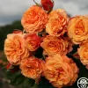 Sunbelt® Crazy Love™>Heirloom Roses