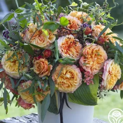 Sunbelt® Crazy Love™>Heirloom Roses