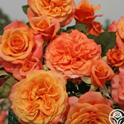 Sunbelt® Crazy Love™><noscript><img width=