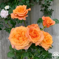 Sunbelt® Crazy Love™><noscript><img width=
