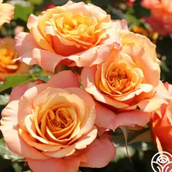Sunbelt® Crazy Love™><noscript><img width=