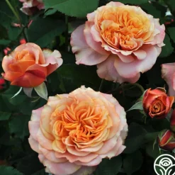 Sunbelt® Crazy Love™><noscript><img width=