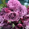 Sunbelt® Plum Perfect>Heirloom Roses Outlet