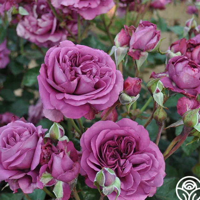 Sunbelt® Plum Perfect>Heirloom Roses Outlet