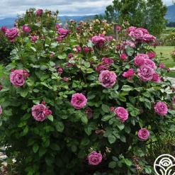 Sunbelt® Plum Perfect><noscript><img width=