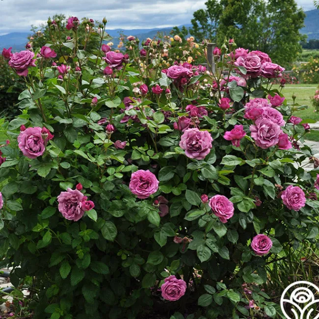 Sunbelt® Plum Perfect>Heirloom Roses Outlet