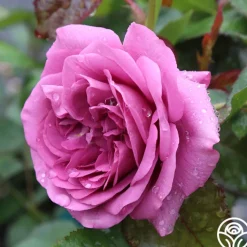 Sunbelt® Plum Perfect><noscript><img width=