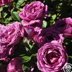 Sunbelt® Plum Perfect><noscript><img width=