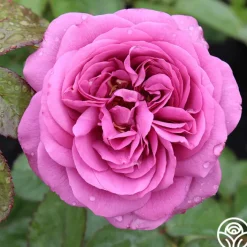 Sunbelt® Plum Perfect><noscript><img width=