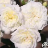 Sunbelt® Polar Express>Heirloom Roses