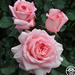 Sunbelt® Savannah>Heirloom Roses Hot