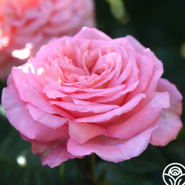 Sunbelt® Savannah>Heirloom Roses Hot