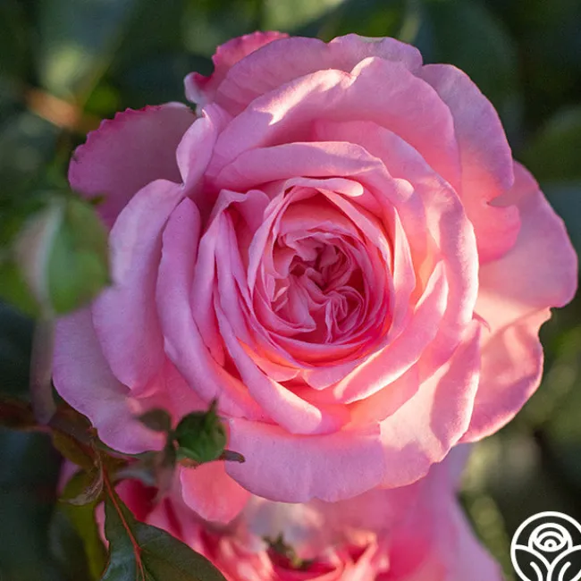 Sunbelt® Savannah>Heirloom Roses Hot
