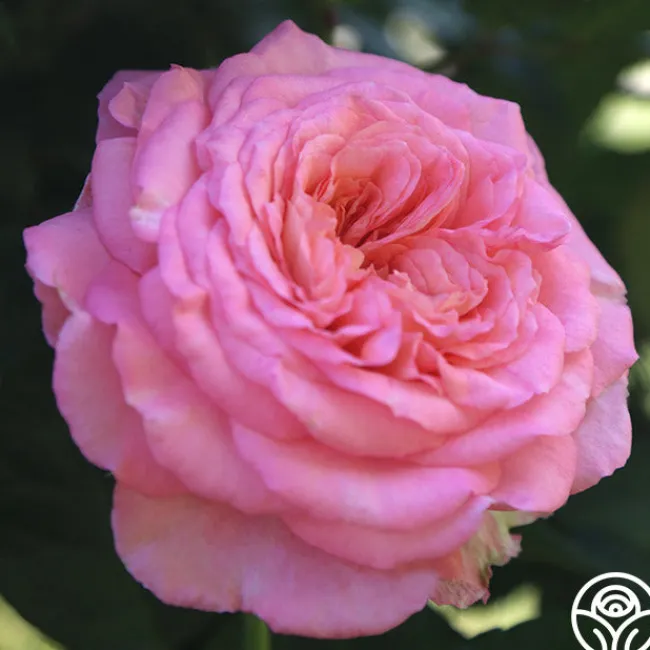 Sunbelt® Savannah>Heirloom Roses Hot