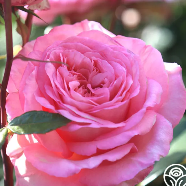 Sunbelt® Savannah>Heirloom Roses Hot