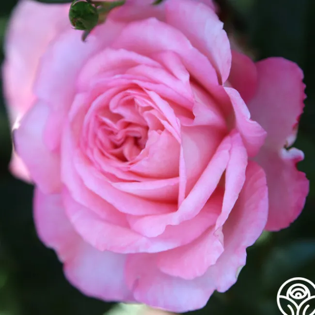 Sunbelt® Savannah>Heirloom Roses Hot