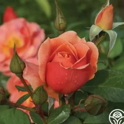 Sunbelt® Sierra Lady™>Heirloom Roses Online