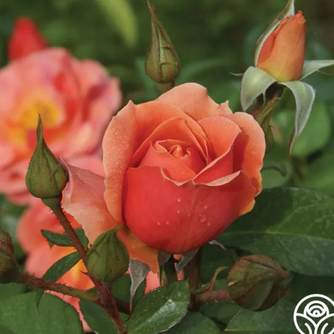 Sunbelt® Sierra Lady™>Heirloom Roses Online