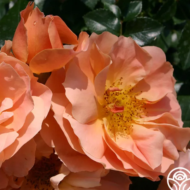 Sunbelt® Sierra Lady™>Heirloom Roses Online