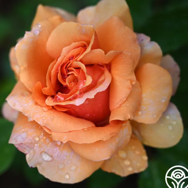Sunbelt® Soul Sister™>Heirloom Roses Discount
