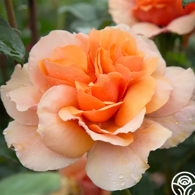 Sunbelt® Soul Sister™>Heirloom Roses Discount
