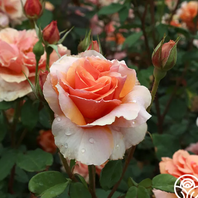 Sunbelt® Soul Sister™>Heirloom Roses Discount