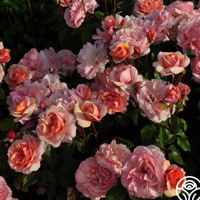 Sunbelt® Soul Sister™>Heirloom Roses Discount