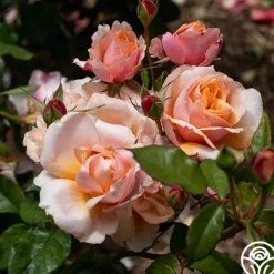Sunbelt® Soul Sister™><noscript><img width=