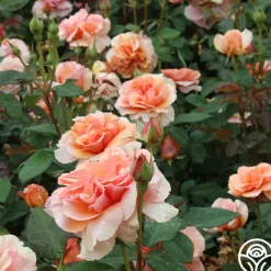 Sunbelt® Soul Sister™><noscript><img width=