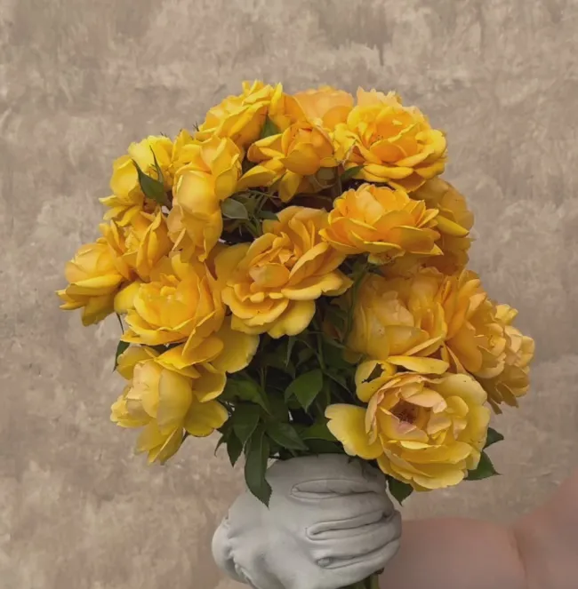 Sunbelt® South Africa®>Heirloom Roses Best