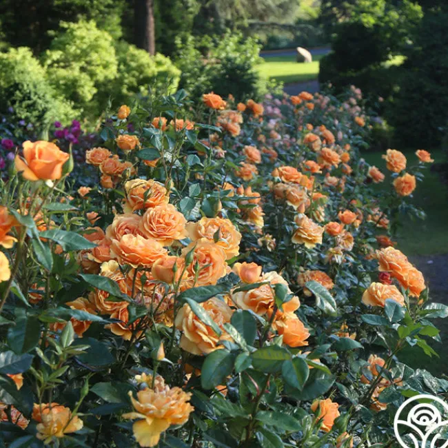 Sunbelt® South Africa®>Heirloom Roses Best