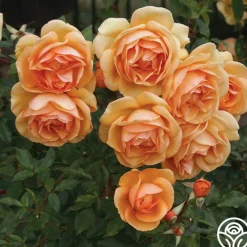Sunbelt® South Africa®><noscript><img width=