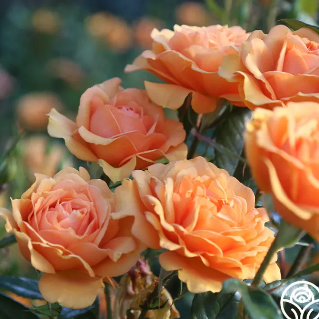 Sunbelt® South Africa®>Heirloom Roses Best
