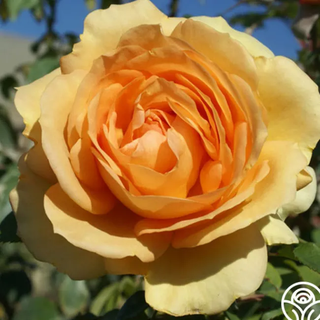 Sunbelt® South Africa®>Heirloom Roses Best