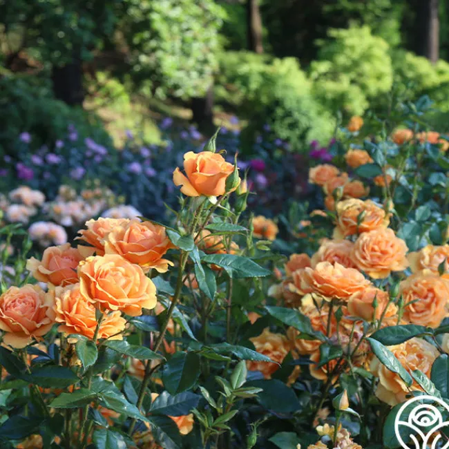 Sunbelt® South Africa®>Heirloom Roses Best