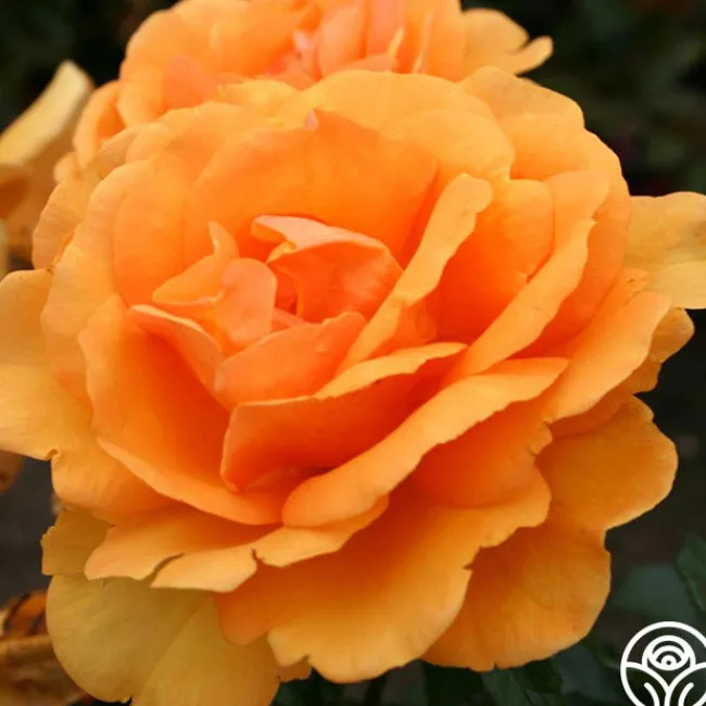 Sunbelt® South Africa®>Heirloom Roses Best