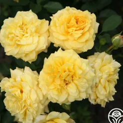 Sunbelt® Tupelo Honey™>Heirloom Roses Hot