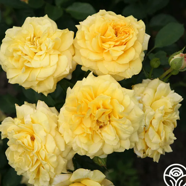 Sunbelt® Tupelo Honey™>Heirloom Roses Hot