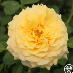 Sunbelt® Tupelo Honey™><noscript><img width=